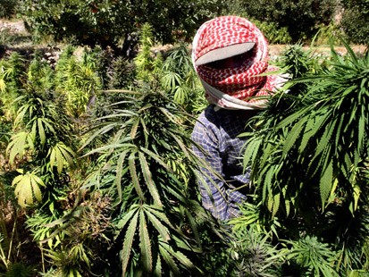 Lebanese farmers harvests cannabis plants at a place somewhere in the Bekaa Valley (File photo) AFP PHOTO / Ramzi Haidar