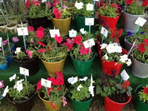 Colourful plants in colourful pots at Khadra Courtesy of Khadra’s Facebook page