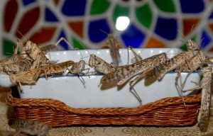 A one-tonne swarm of locusts is capable of consuming “the same amount of food in one day as about 10 elephants or 25 camels or 2,500 people” said the FAO. (AFP Photo)