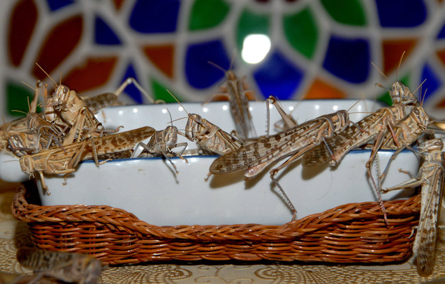 A one-tonne swarm of locusts is capable of consuming “the same amount of food in one day as about 10 elephants or 25 camels or 2,500 people” said the FAO. (AFP Photo)