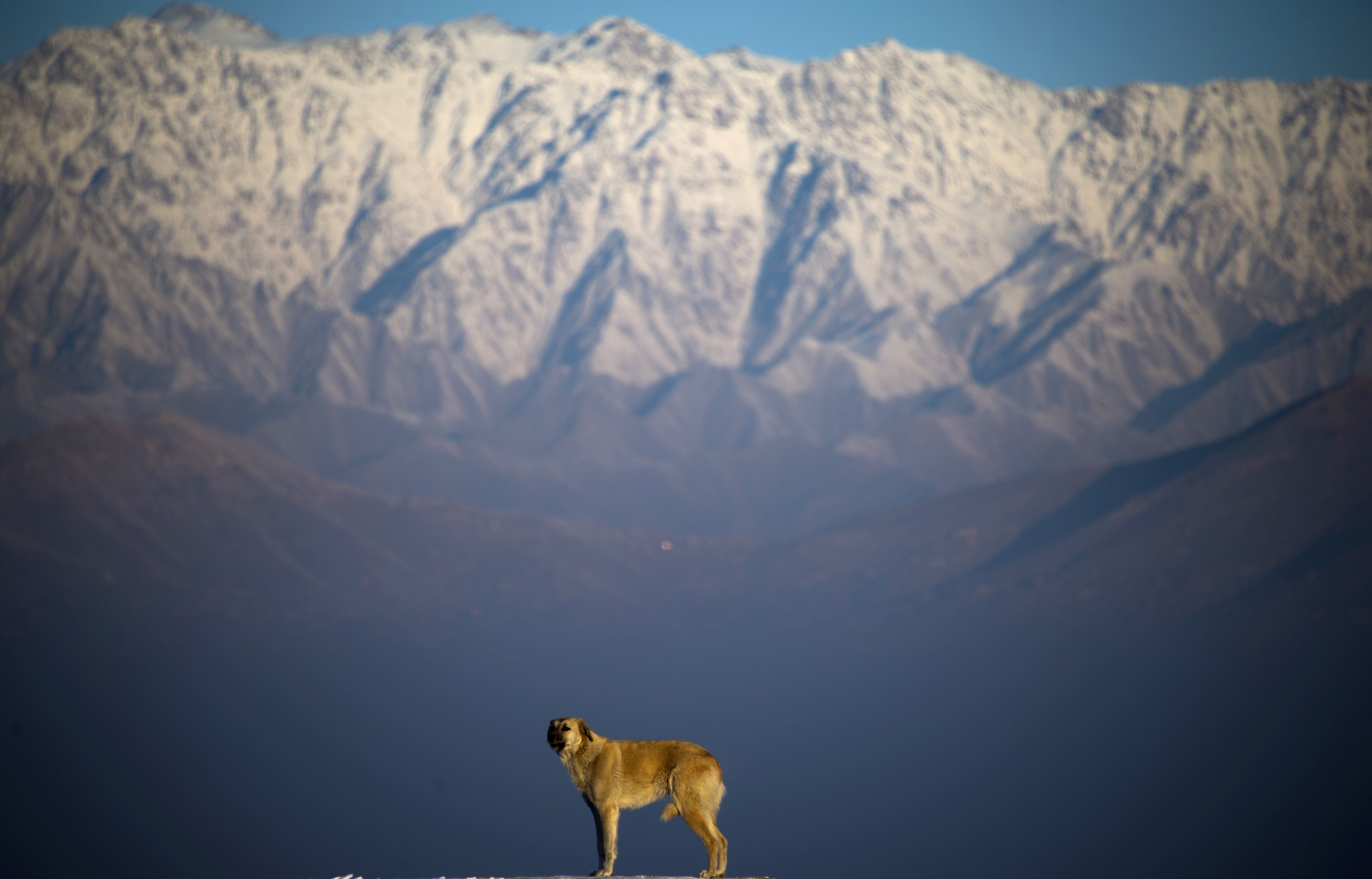 A stray dog stands on the Wazir Akbar Khan hill in front of snow covered mountains in Kabul on 12 January 2014. As winter sets in across Central Asia, many Afghans struggle to provide adequate food and shelter for their families. (AFP PHOTO/JOHANNES EISELE)