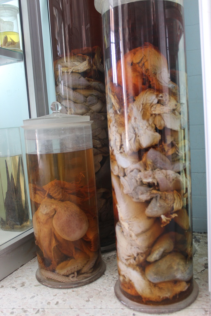 Dugong and other fish guts in formalin. (Photo by Aya Nader)