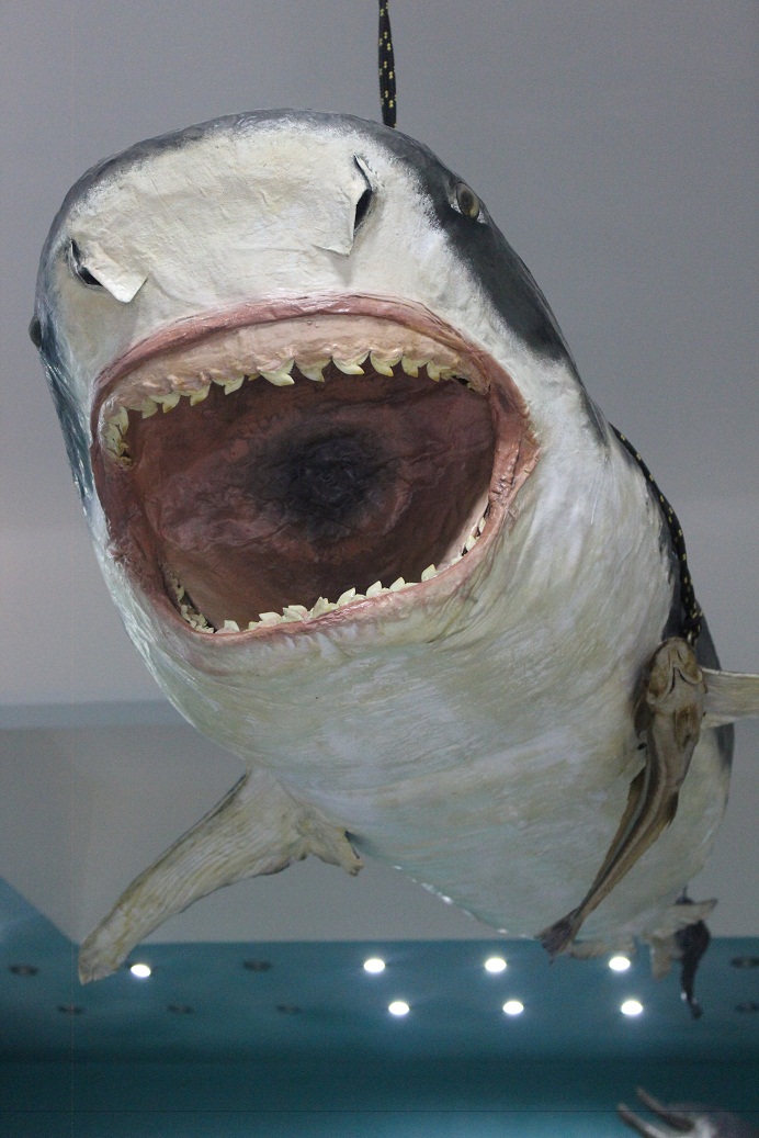 Mummified shark, caught by Professor Gohar and located in his museum. (Photo by Aya Nader)