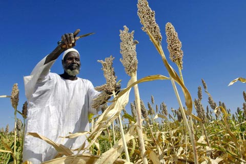 Harvesting sorghum in Sudan: By investing in labour-intensive sectors like agriculture and agro-industries, African countries could better tap the potential of their large work forces, says the UN Economic Commission for Africa. (Photograph: UN / Fred Noy)