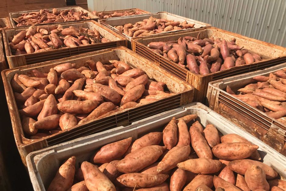 ITC to export 1,500 tonnes of sweet potatoes to Europe this year