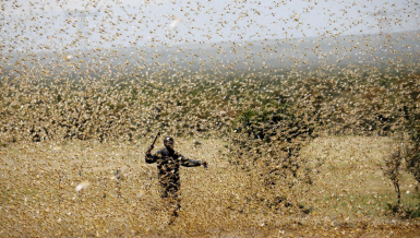 Farmer trying to fight desert locusts in his field in Kenya