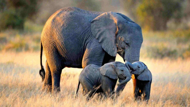 Africa's elephant population stood at about 415, 000 in 2019 while nearly 15,000 die annually due to poaching and natural causes