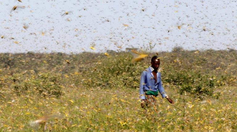 Large swarms of desert locusts have been invading Kenya and Ethiopia