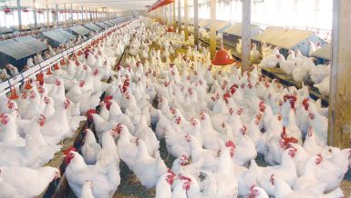 poultry