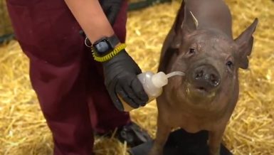 Elon Musk demonstrates Neuralink brain-computer tech with live pigs Daily News Egypt
