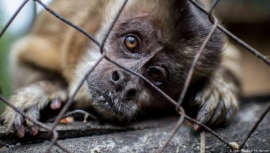 Global animal rights campaigners have called on the G20 leaders to end the inter-country wildlife trade in wild animals and wild animal products. Daily News Egypt