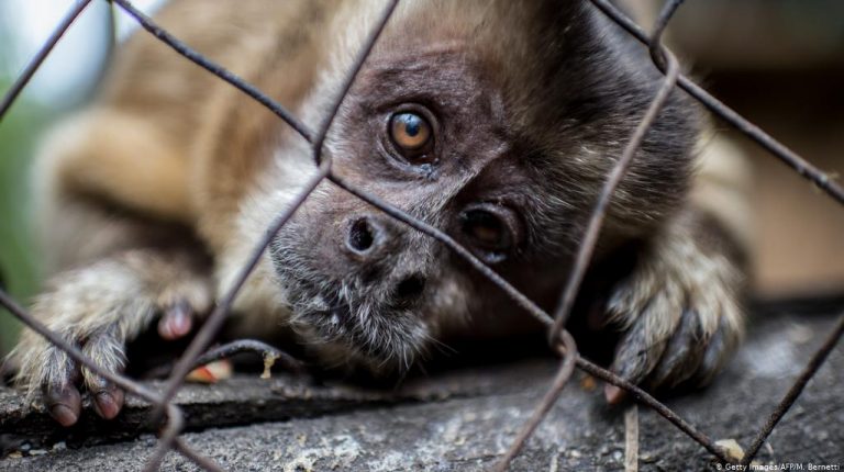 Global animal rights campaigners have called on the G20 leaders to end the inter-country wildlife trade in wild animals and wild animal products. Daily News Egypt