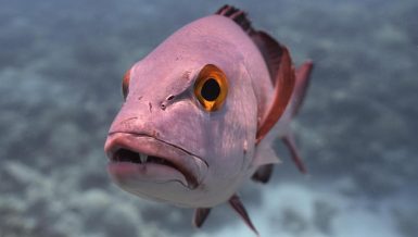 An 81-year-old midnight snapper caught off the coast of Western Australia has taken the title of the oldest tropical reef fish recorded anywhere in the world. The octogenarian fish was found at the Rowley Shoals—about 300km west of Broome—and was part of a study that has revised what we know about the longevity of tropical fish. - 2018 8 April. red snapper smiling for camera. BIOT. Dan Bayley