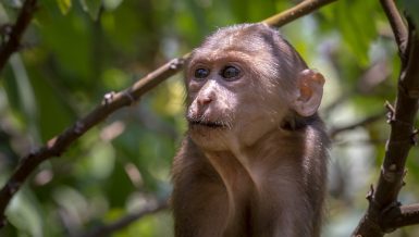 Chinese researchers have identified naturally occurring Parkinson's disease (PD) in a monkey -- the first time the disease has been observed in an animal other than a human.