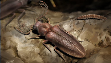Amber-encased fossil sheds light on evolution of bioluminescent insects