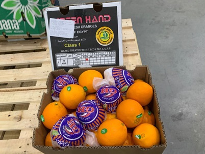 Brazil receives 1st shipments of Egyptian oranges after joint trade agreement