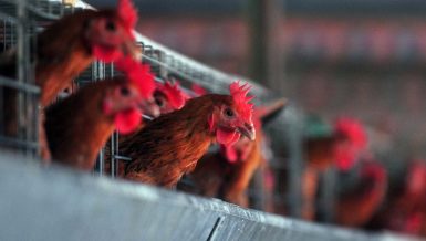 How big a threat would the reassortant bird flu virus (H5N8) pose to human beings? Is a new bird flu pandemic on the way?