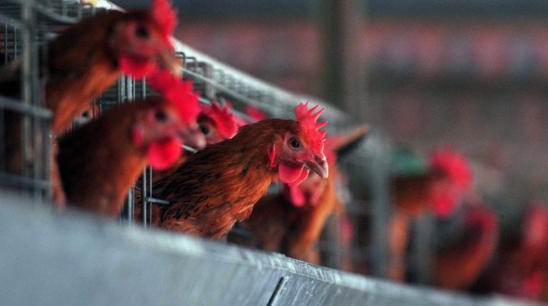 How big a threat would the reassortant bird flu virus (H5N8) pose to human beings? Is a new bird flu pandemic on the way?