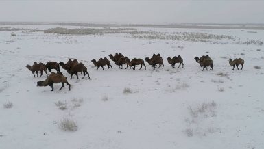 Camel breeding helps Kazakh herdsmen shake off poverty in Xinjiang