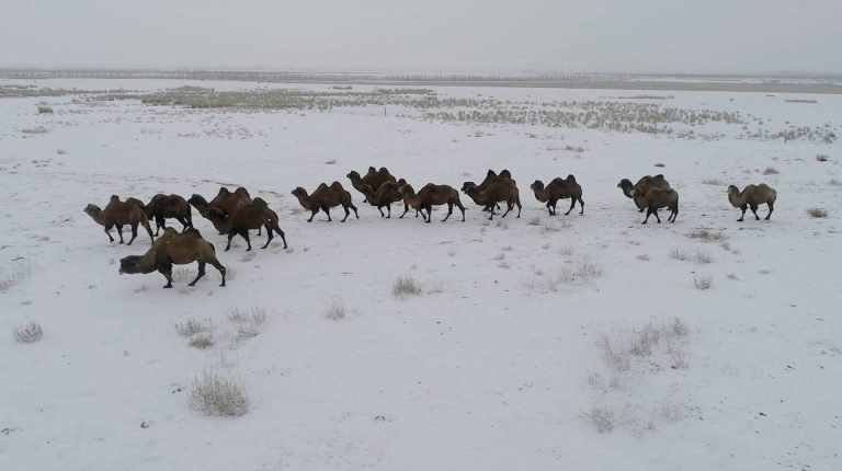 Camel breeding helps Kazakh herdsmen shake off poverty in Xinjiang