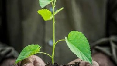 Egypt welcomes Saudi Green Middle East initiative to plant 40 billion trees