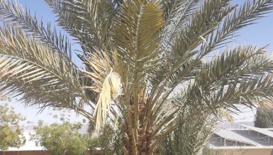 Researchers sequence genome of extinct 2,000 year old date palms