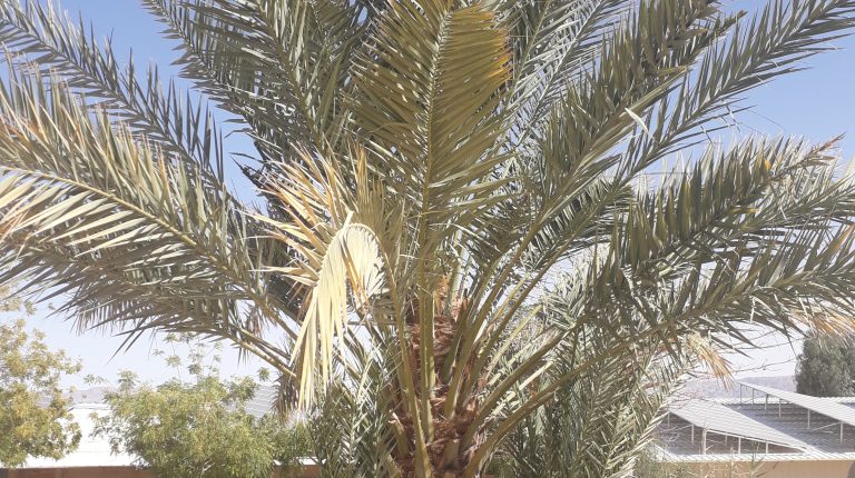Researchers sequence genome of extinct 2,000 year old date palms