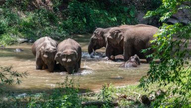 Wandering elephants spotted flapping ears during sleep