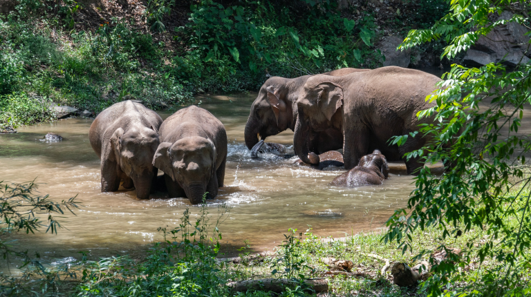 Wandering elephants spotted flapping ears during sleep