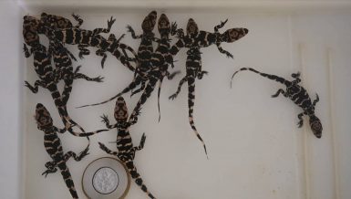 Unique species, Chinese alligators begin hatching in China
